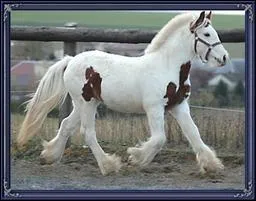 Et maintenant, quelle est la robe de ce cheval ? Pie alezan...