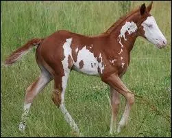 Quelle est la robe de ce poulain ? Pie alezan...