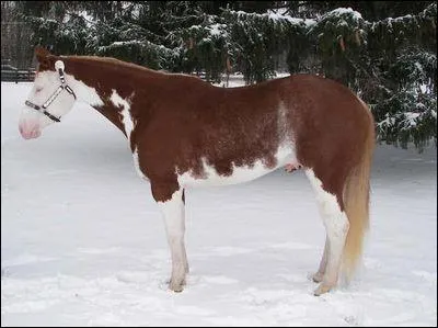 Et de ce cheval ? Pie alezan...