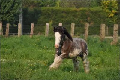 Belle photo d'un cheval pie alezan... .