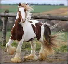 Et lui ? Pie alezan...