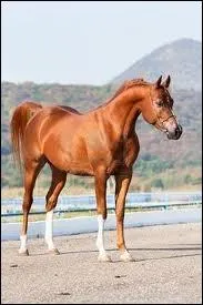 Quelle est la robe de ce cheval ?