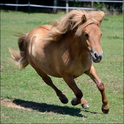 Et de ce poney ?