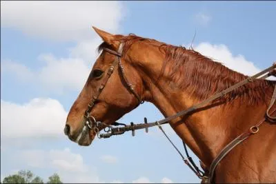 Quelle est la robe de ce cheval ?