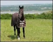 Avec quoi va-t-on chercher un cheval au pr ?