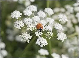 Quel est cet animal ? (sur la fleur)