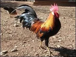 Quel est cet animal ?