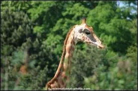 Quel est cet animal ?