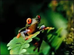 Quel est cet animal ?