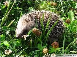 Quel est cet animal ?