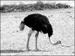 Quel est cet animal ?