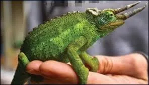 Quel est cet animal ?