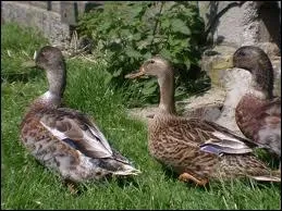 Quels sont ces animaux ?