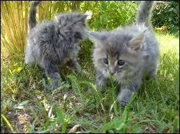 Quels sont ces animaux ?