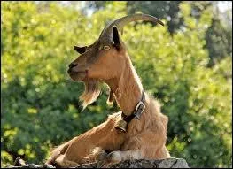 Quel est cet animal ?