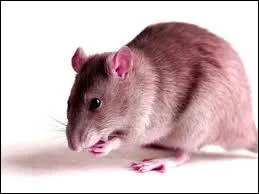 Quel est cet animal ?