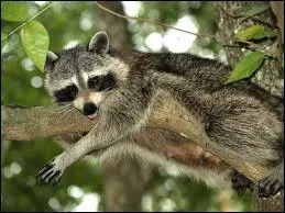 Quel est cet animal ?