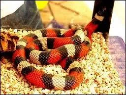 Quel est cet animal ?