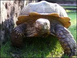 Quel est cet animal ?