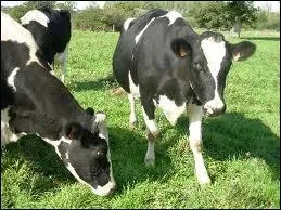 Quels sont ces animaux ?