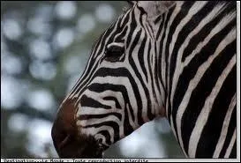 Quel est cet animal ?