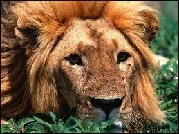 Quel est cet animal ?