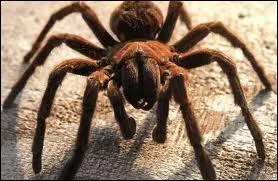 Quel est cet animal ?