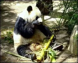 Quel est cet animal ?