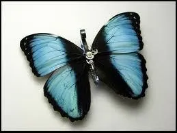 Quel est cet animal ?