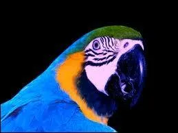 Quel est cet animal ?