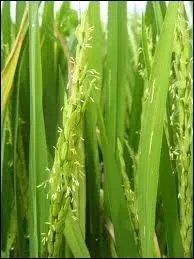 Ma culture est intensive et contribue au rchauffement climatique en tant le deuxime producteur de mthane au monde (les ruminants sont les premiers).