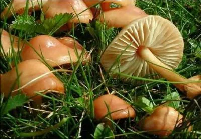 Que sont les marasmes que vous pouvez accommoder avec des crevettes ?