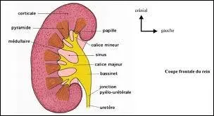 Le mot commence par : Ma ...