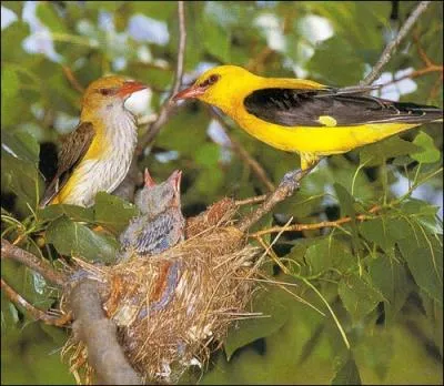 Mon nom scientifique est Oriolus oriolus, je vis surtout dans les forts alluviales de chnes et peupliers, mon mle prsente un joli plumage nuptial jaune d'or, je suis :