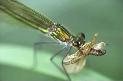 Mon nom scientifique est Calopteryx splendens, je vis le long des ruisseaux  faible dbit, ma femelle a les ailes entirement colores de verdtre, je suis :