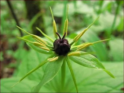 Mon nom scientifique est Paris quadrifolia, je pousse dans les chnaies et htraies, je soigne les rhumatismes et les maux de dents, qui suis-je ?