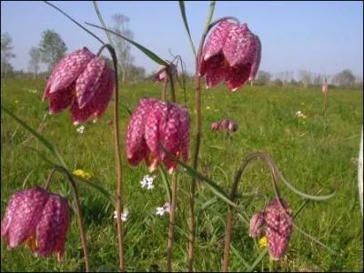 Mon nom scientifique est Fritillaria meleagris, je suis une espce protge en France, je vis dans les prairies inondables, mon bulbe contient des alcalodes vnneux, je suis :