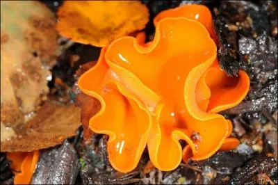 Mon nom scientifique est Aleuria aurantia, parfois en grande quantit dans les chemins forestiers, je suis comestible mais peu recherch car peu goteux, je suis :