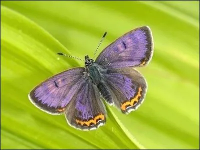 Mon nom scientifique est Helleia helle, je prsente un dimorphisme sexuel, je vis dans les clairires humides, qui suis-je ?
