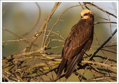 Mon nom scientifique est Circus aeruginosus, je suis protg sur le territoire franais, ma femelle pond 3  6 oeufs, mon envergure est de 116  126 cm, je suis :