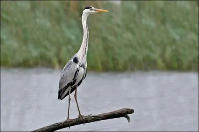 Mon nom scientifique est Ardea cinerea, je vis au bord des rivires, tangs et lacs, je me nourris de grenouilles, insectes et poissons, je suis :