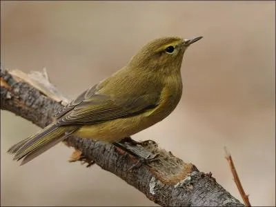 Mon nom scientifique est Phylloscopus collybita, ma femelle pond 5-6 oeufs de couleur crme avec des taches pourpres rougetres ou noirtres, qui suis-je ?