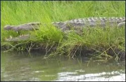 Comment s'appellent les habitants du Malawi ?