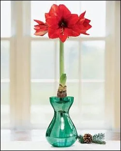 Quel est le nom de cette fleur  grande et grosse tige ?