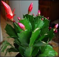 Quel est l'autre nom de cette fleur qui est souvent appele  le cactus de Nol  (difficile) ?