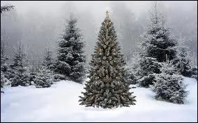 Compltez ce chant de Nol d'origine allemande (O Tannenbaum) :  Mon beau sapin, roi des forts...  .