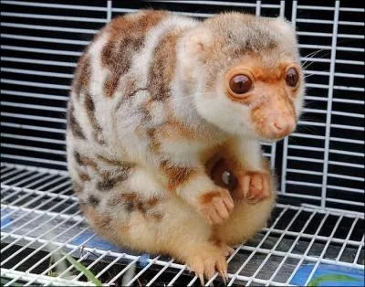 Quel est cet animal nocturne qui vit en Australie et en Nouvelle-Guine ?