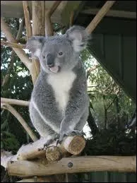 Quel est cet animal ?