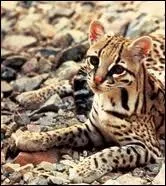 Quel est cet animal ?