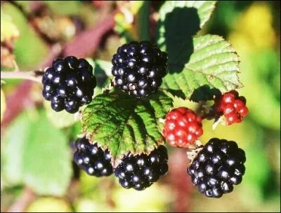 Comment appelle-t-on ces fruits ?